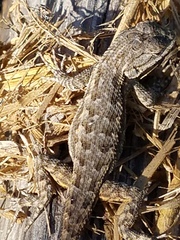 Sceloporus occidentalis