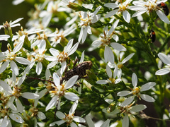 Pempsamacra dispersa