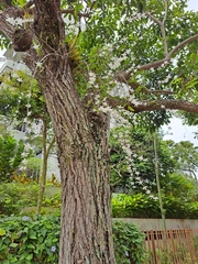 Dendrobium crumenatum