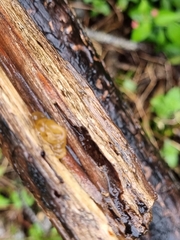 Dacrymyces