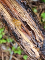 Dacrymyces