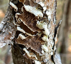 Trichaptum fuscoviolaceum