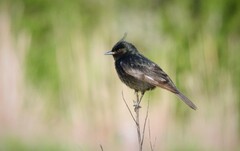 Knipolegus lophotes