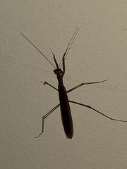 Musoniella