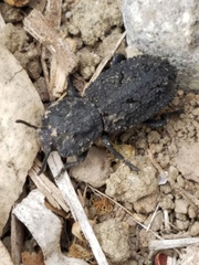 Phloeodes diabolicus