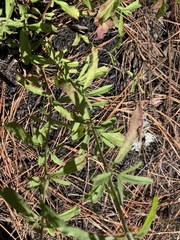 Eupatorium linearifolium