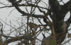 Setophaga kirtlandii