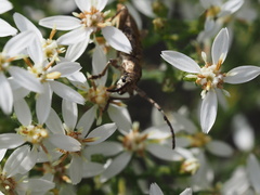 Pempsamacra dispersa