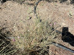 Penstemon floridus floridus