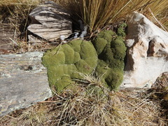 Azorelloideae