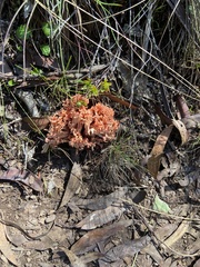 Ramaria capitata