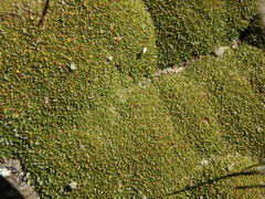 Azorelloideae