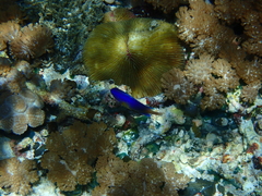 Pomacentrus coelestis