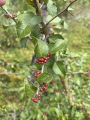 Xylosma flexuosa