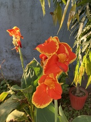 Canna × generalis