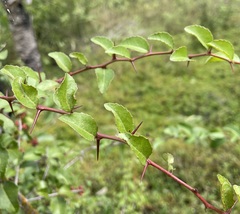 Xylosma flexuosa
