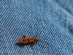 Pempsamacra dispersa