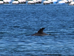 Sagmatias australis