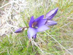 Cheiranthera alternifolia