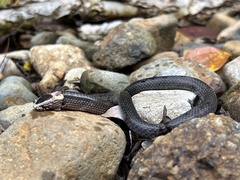 Cacophis harriettae