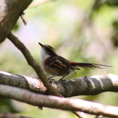 Aphrastura spinicauda