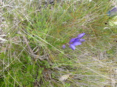 Cheiranthera alternifolia