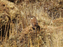 Cinclodes