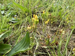 Cicendia quadrangularis