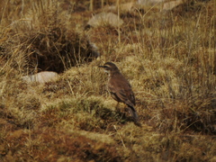 Cinclodes