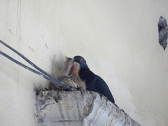 Columba livia