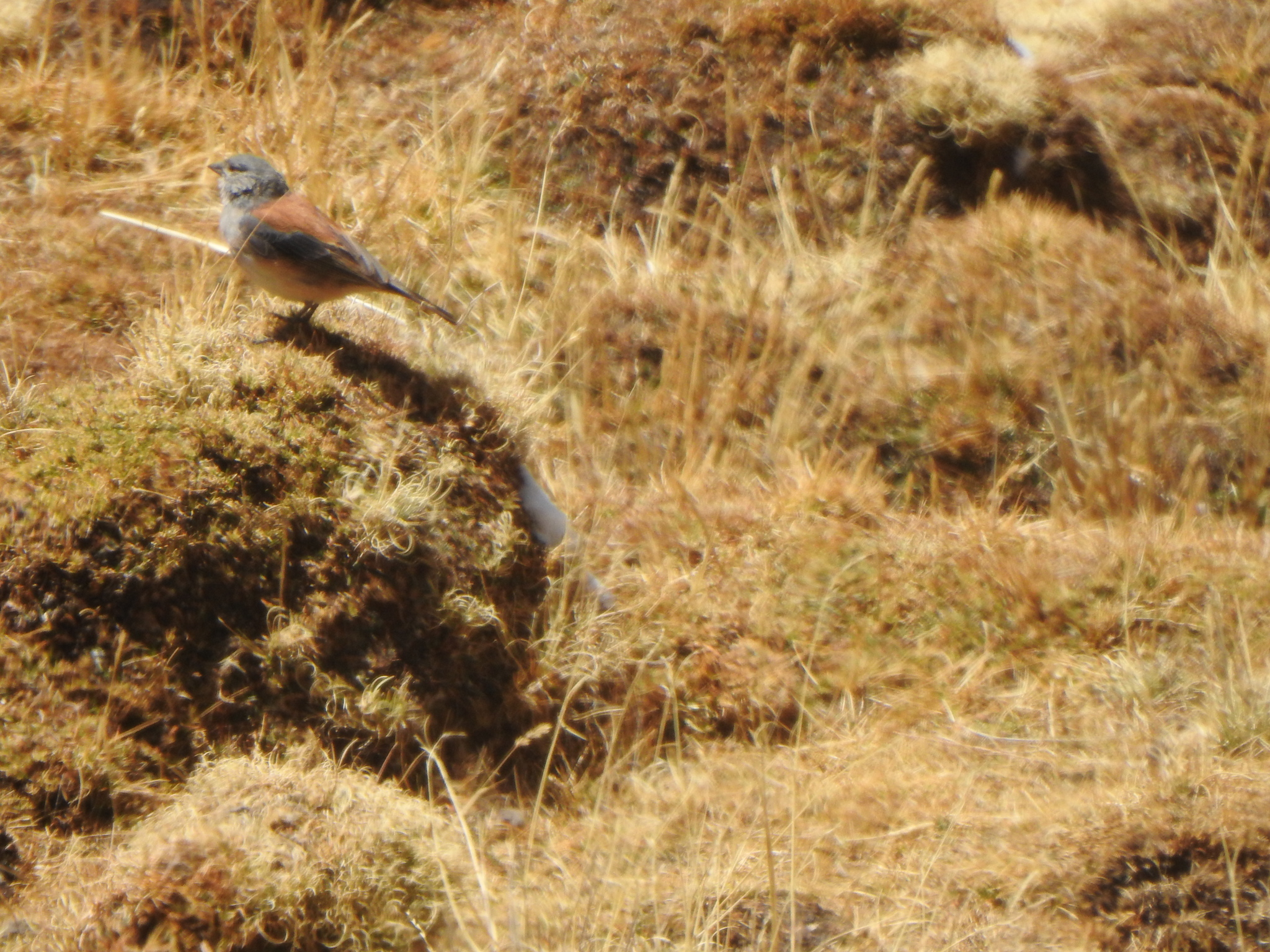 Red-backed Sierra Finch illustration