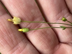 Cicendia quadrangularis