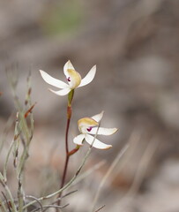Caladenia cucullata