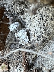 Holoverticata