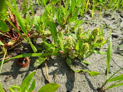 Rumex persicarioides