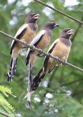 Dendrocitta vagabunda