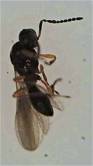 Platygaster podocarpi