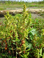 Rumex persicarioides