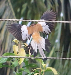 Dendrocitta vagabunda