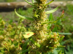 Rumex persicarioides
