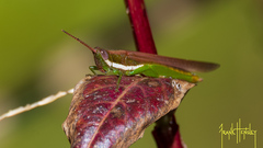 Stenacris vitreipennis