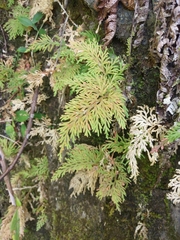 Selaginella moellendorffii
