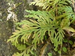 Selaginella moellendorffii