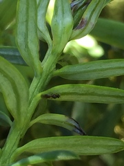 Platygaster podocarpi