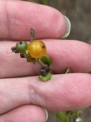 Lonicera subspicata denudata