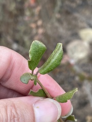 Lonicera subspicata denudata