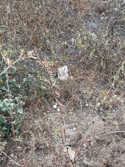 Lonicera subspicata denudata