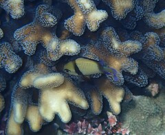 Dascyllus reticulatus