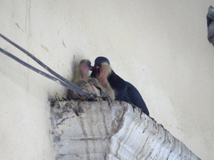 Columba livia