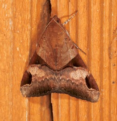 Melipotis fasciolaris
